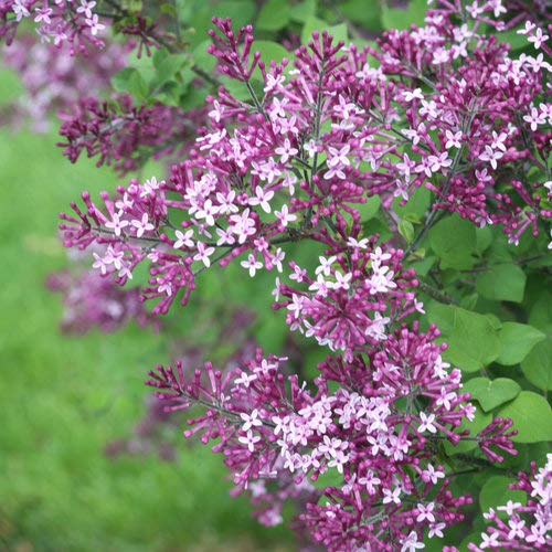 Proven Winners - Syringa x Bloomerang Dark Purple (Reblooming Lilac) Shrub, dark purple flowers, #3 - Size Container