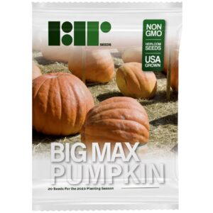 20 Big Max Pumpkin Seeds for Planting - Heirloom Non-GMO USA Grown Premium Vegetable Seeds for Planting - Grows Big Giant Pumpkins up to 100 lbs! Grown for Pies and Halloween Jack O Lanterns