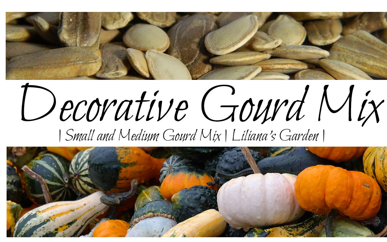 “Decorative Mix” Small and Medium Gourd Seeds – 7+ Varieties/Packet – Warted, Smooth, Striped, Daisy, and More | Cucurbita Pepo | Never GMO, Always Heirloom | USA Grown Seeds by Liliana's Garden |