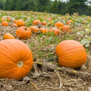 20 Big Max Pumpkin Seeds for Planting - Heirloom Non-GMO USA Grown Premium Vegetable Seeds for Planting - Grows Big Giant Pumpkins up to 100 lbs! Grown for Pies and Halloween Jack O Lanterns