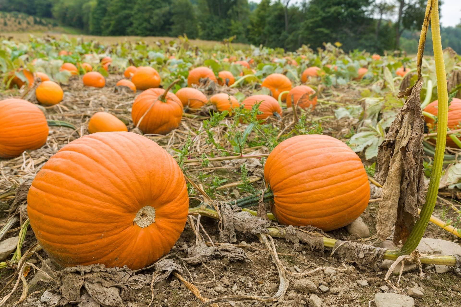 20 Big Max Pumpkin Seeds for Planting - Heirloom Non-GMO USA Grown Premium Vegetable Seeds for Planting - Grows Big Giant Pumpkins up to 100 lbs! Grown for Pies and Halloween Jack O Lanterns