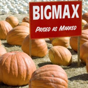 20 Big Max Pumpkin Seeds for Planting - Heirloom Non-GMO USA Grown Premium Vegetable Seeds for Planting - Grows Big Giant Pumpkins up to 100 lbs! Grown for Pies and Halloween Jack O Lanterns