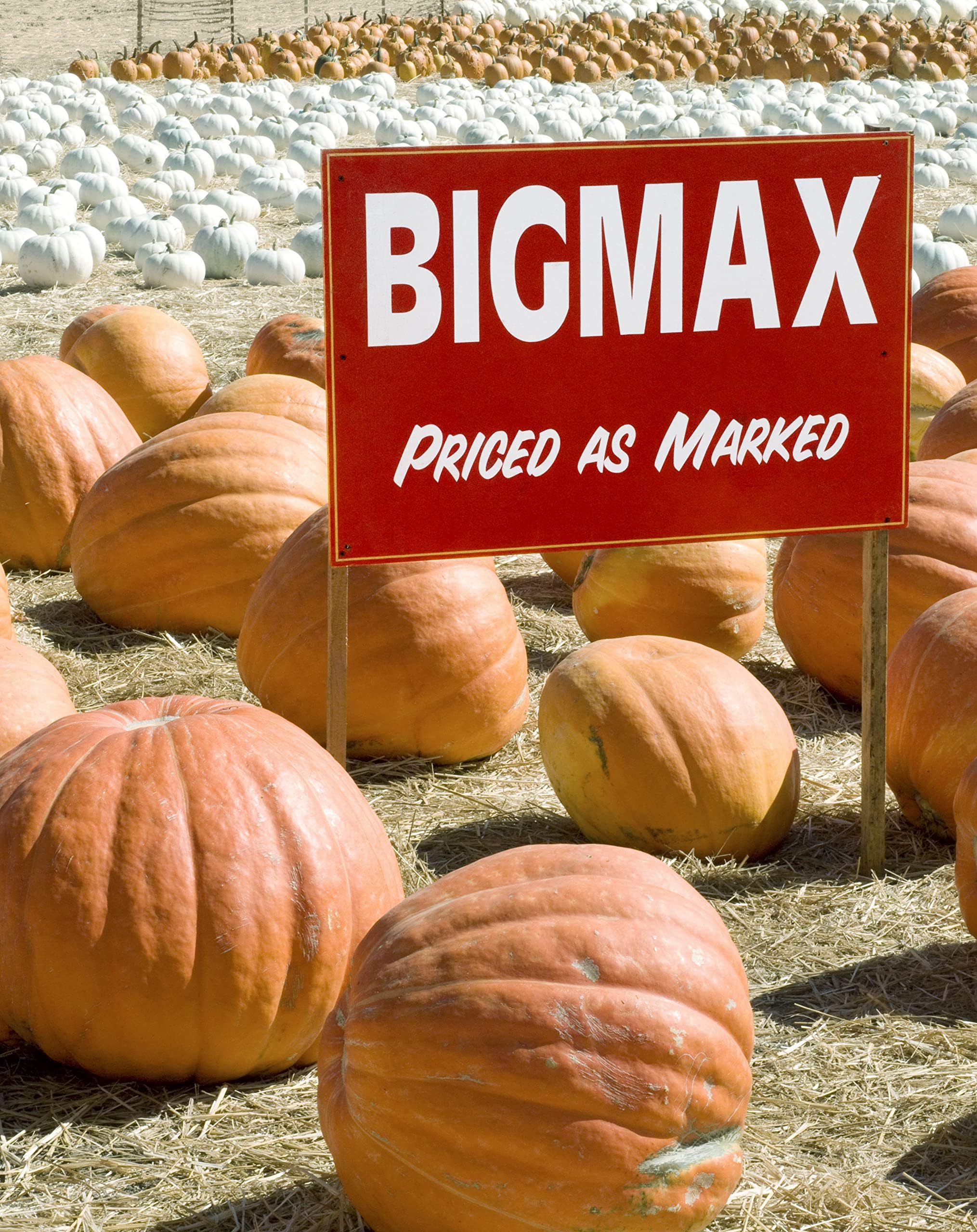 20 Big Max Pumpkin Seeds for Planting - Heirloom Non-GMO USA Grown Premium Vegetable Seeds for Planting - Grows Big Giant Pumpkins up to 100 lbs! Grown for Pies and Halloween Jack O Lanterns