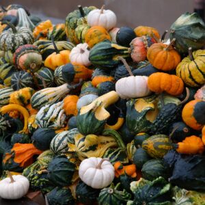 “Decorative Mix” Small and Medium Gourd Seeds – 7+ Varieties/Packet – Warted, Smooth, Striped, Daisy, and More | Cucurbita Pepo | Never GMO, Always Heirloom | USA Grown Seeds by Liliana's Garden |