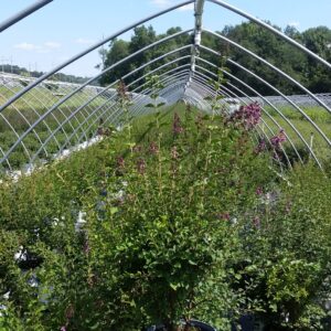 Proven Winners - Syringa x Bloomerang Dark Purple (Reblooming Lilac) Shrub, dark purple flowers, #3 - Size Container