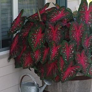 Caladium Red Flash,(10 Bulbs) Thrives in Heat and Humidity, Elephant Ears