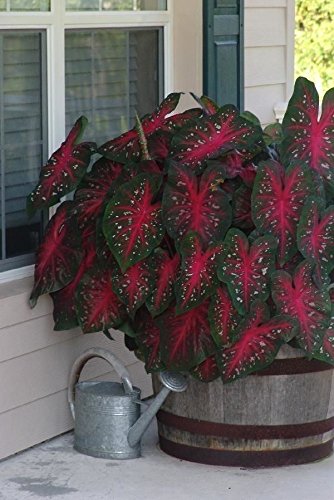 Caladium Red Flash,(10 Bulbs) Thrives in Heat and Humidity, Elephant Ears