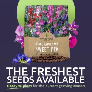 Sweet Pea Seeds Royal Mix - Bulk 1 Ounce Packet - Over 350 Seeds - Large Fragrant Lavender, Purple, Red, Pink and White Blooms