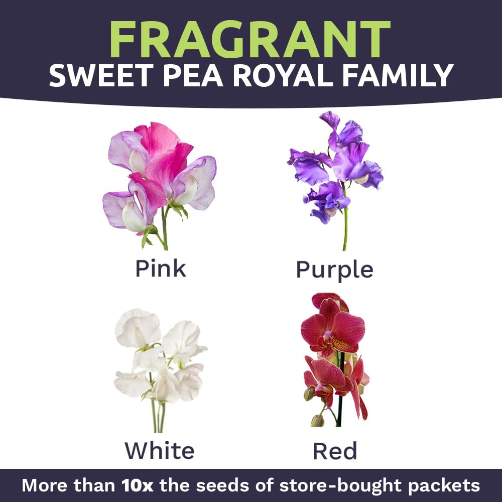 Sweet Pea Seeds Royal Mix - Bulk 1 Ounce Packet - Over 350 Seeds - Large Fragrant Lavender, Purple, Red, Pink and White Blooms