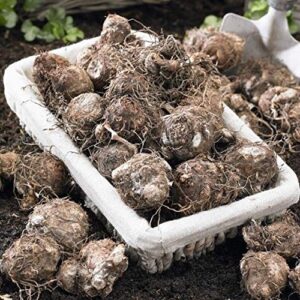 Caladium Red Flash,(10 Bulbs) Thrives in Heat and Humidity, Elephant Ears