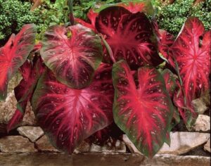 caladium red flash,(10 bulbs) thrives in heat and humidity, elephant ears