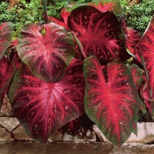 Caladium Red Flash,(10 Bulbs) Thrives in Heat and Humidity, Elephant Ears