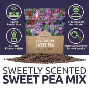 Sweet Pea Seeds Royal Mix - Bulk 1 Ounce Packet - Over 350 Seeds - Large Fragrant Lavender, Purple, Red, Pink and White Blooms