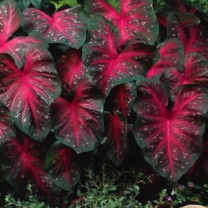 Caladium Red Flash,(10 Bulbs) Thrives in Heat and Humidity, Elephant Ears