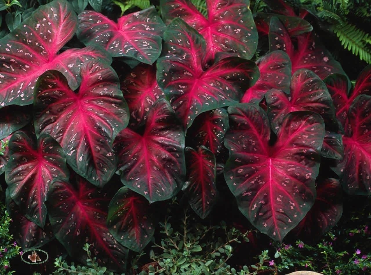 Caladium Red Flash,(10 Bulbs) Thrives in Heat and Humidity, Elephant Ears