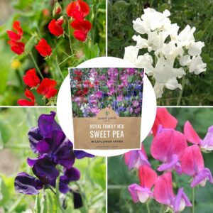 Sweet Pea Seeds Royal Mix - Bulk 1 Ounce Packet - Over 350 Seeds - Large Fragrant Lavender, Purple, Red, Pink and White Blooms