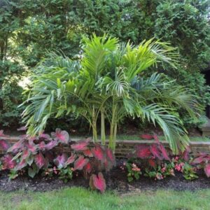 Caladium Red Flash,(10 Bulbs) Thrives in Heat and Humidity, Elephant Ears