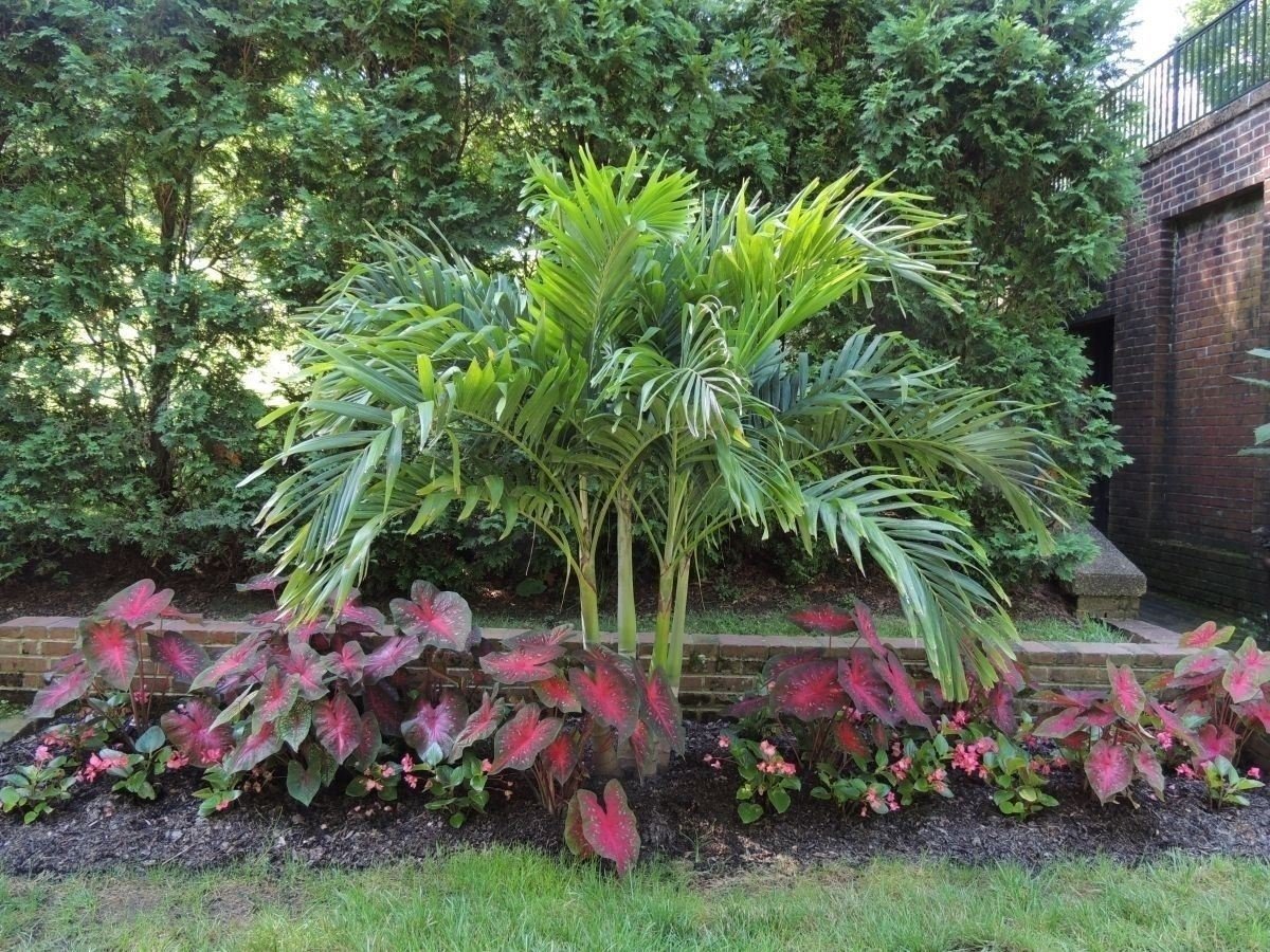 Caladium Red Flash,(10 Bulbs) Thrives in Heat and Humidity, Elephant Ears