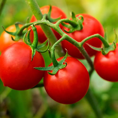 Bonnie PLANTS Husky Cherry Red Tomato Live Vegetable Plants - 4 Pack, Non-GMO, Bite Sized, Disease Resistant