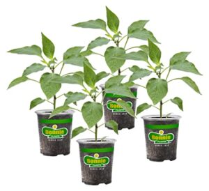 bonnie plants jalapeno hot pepper live vegetable plants - 4 pack, most popular chile pepper, non-gmo, 24 - 48 inch plants, 3 inch pepper size