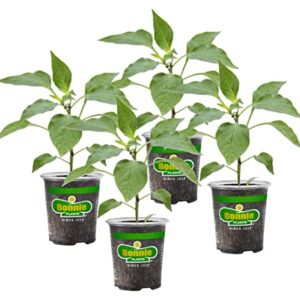 Bonnie Plants Jalapeno Hot Pepper Live Vegetable Plants - 4 Pack, Most Popular Chile Pepper, Non-GMO, 24 - 48 Inch Plants, 3 Inch Pepper Size