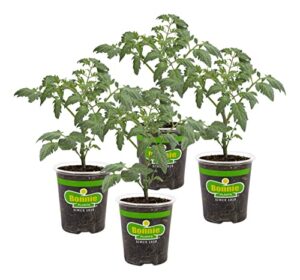 bonnie plants husky cherry red tomato live vegetable plants - 4 pack, non-gmo, bite sized, disease resistant