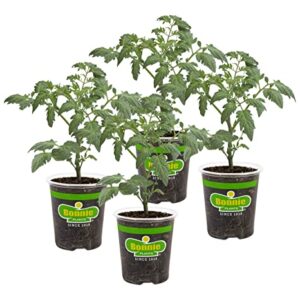 Bonnie PLANTS Husky Cherry Red Tomato Live Vegetable Plants - 4 Pack, Non-GMO, Bite Sized, Disease Resistant