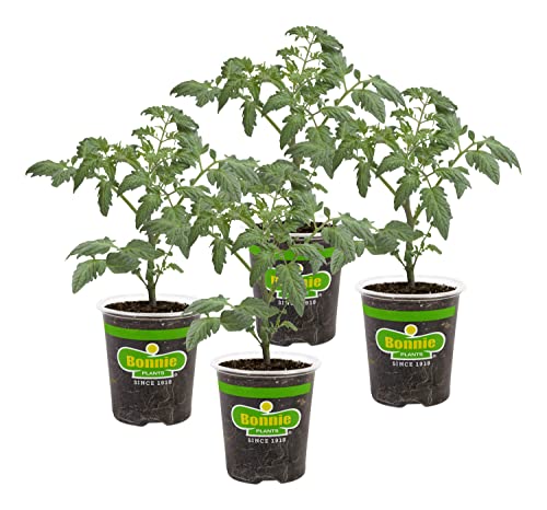 Bonnie PLANTS Husky Cherry Red Tomato Live Vegetable Plants - 4 Pack, Non-GMO, Bite Sized, Disease Resistant