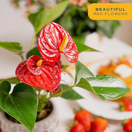 Costa Farms Anthurium Plant, Live Indoor Houseplant with Red Flowers, Easy Grow Flowering House Plant in Cute Décor Pot, Birthday, Housewarming, Get Well Soon, Home, Room, Office Décor, 12-Inches Tall