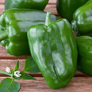 Bonnie Plants Green Bell Pepper Live Vegetable Plants - 4 Pack, Non-GMO, 2 - 3 Ft Plants, 4.5 x 4 Inch Pepper Size