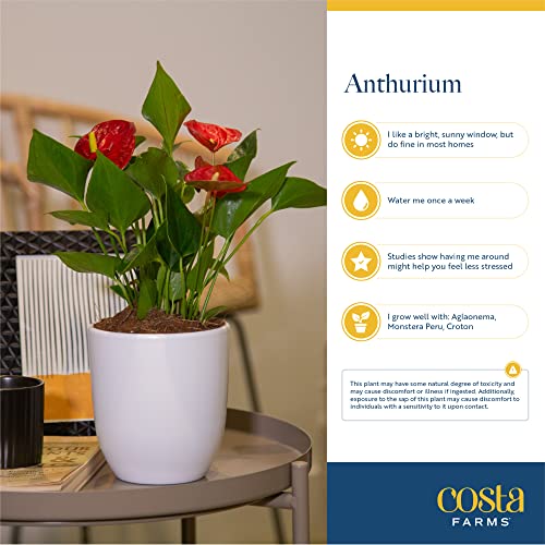 Costa Farms Anthurium Plant, Live Indoor Houseplant with Red Flowers, Easy Grow Flowering House Plant in Cute Décor Pot, Birthday, Housewarming, Get Well Soon, Home, Room, Office Décor, 12-Inches Tall