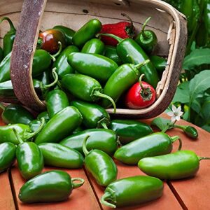 Bonnie Plants Jalapeno Hot Pepper Live Vegetable Plants - 4 Pack, Most Popular Chile Pepper, Non-GMO, 24 - 48 Inch Plants, 3 Inch Pepper Size