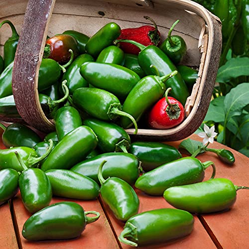 Bonnie Plants Jalapeno Hot Pepper Live Vegetable Plants - 4 Pack, Most Popular Chile Pepper, Non-GMO, 24 - 48 Inch Plants, 3 Inch Pepper Size