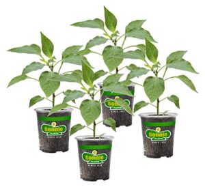 bonnie plants green bell pepper live vegetable plants - 4 pack, non-gmo, 2 - 3 ft plants, 4.5 x 4 inch pepper size