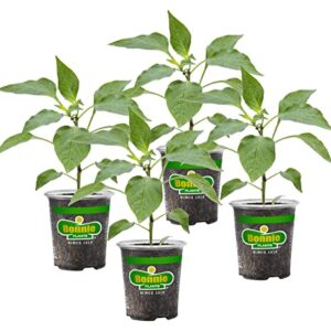 Bonnie Plants Green Bell Pepper Live Vegetable Plants - 4 Pack, Non-GMO, 2 - 3 Ft Plants, 4.5 x 4 Inch Pepper Size