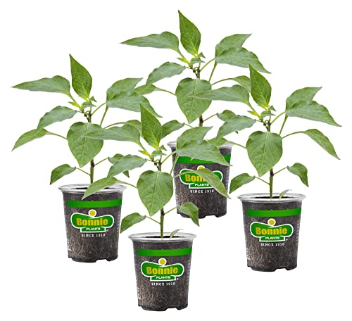 Bonnie Plants Green Bell Pepper Live Vegetable Plants - 4 Pack, Non-GMO, 2 - 3 Ft Plants, 4.5 x 4 Inch Pepper Size