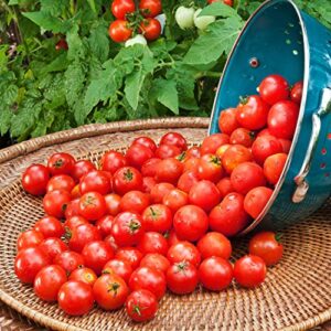 Bonnie PLANTS Husky Cherry Red Tomato Live Vegetable Plants - 4 Pack, Non-GMO, Bite Sized, Disease Resistant