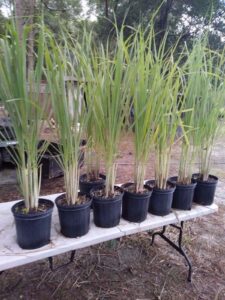 lemongrass 6 live plants each 4in to 7in tall fully rooted