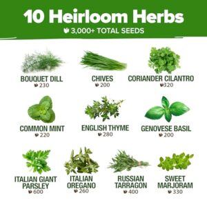 10 Culinary Herb Seeds - Non-GMO, Heirloom Seeds - 3000+ Seeds for Planting for Outdoor or Indoor Herb Garden, Basil, Cilantro, Parsley, Chives, Thyme, Oregano, Dill, Marjoram, Mint, Tarragon