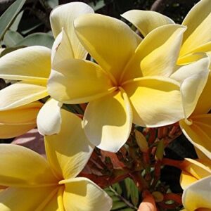 Plumeria Frangipani Cutting Rubra Yellow 10"-12" Discount Hawaiian Gifts