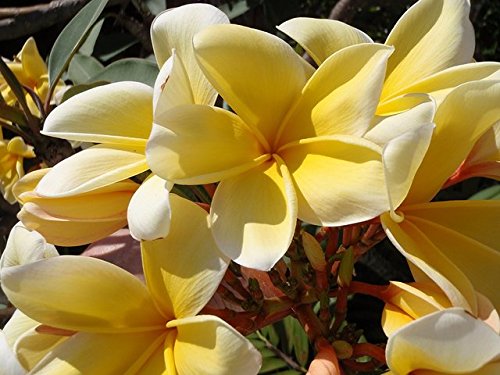 Plumeria Frangipani Cutting Rubra Yellow 10"-12" Discount Hawaiian Gifts