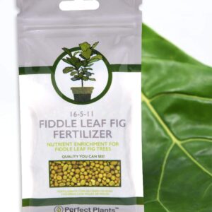 Fiddle Leaf Fig Slow-Release Fertilizer by Perfect Plants - Resealable 5oz. Bag - Consistent Nutrient Enrichment - for Indoor and Outdoor Use on All Ficus Varieties