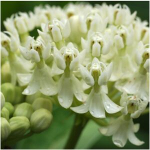 Seed Needs, Swamp Milkweed Seed Packet Collection (2 Varieties of Asclepias for Planting and Attracting Monarch Butterflies) Heirloom, Untreated & Open Pollinated