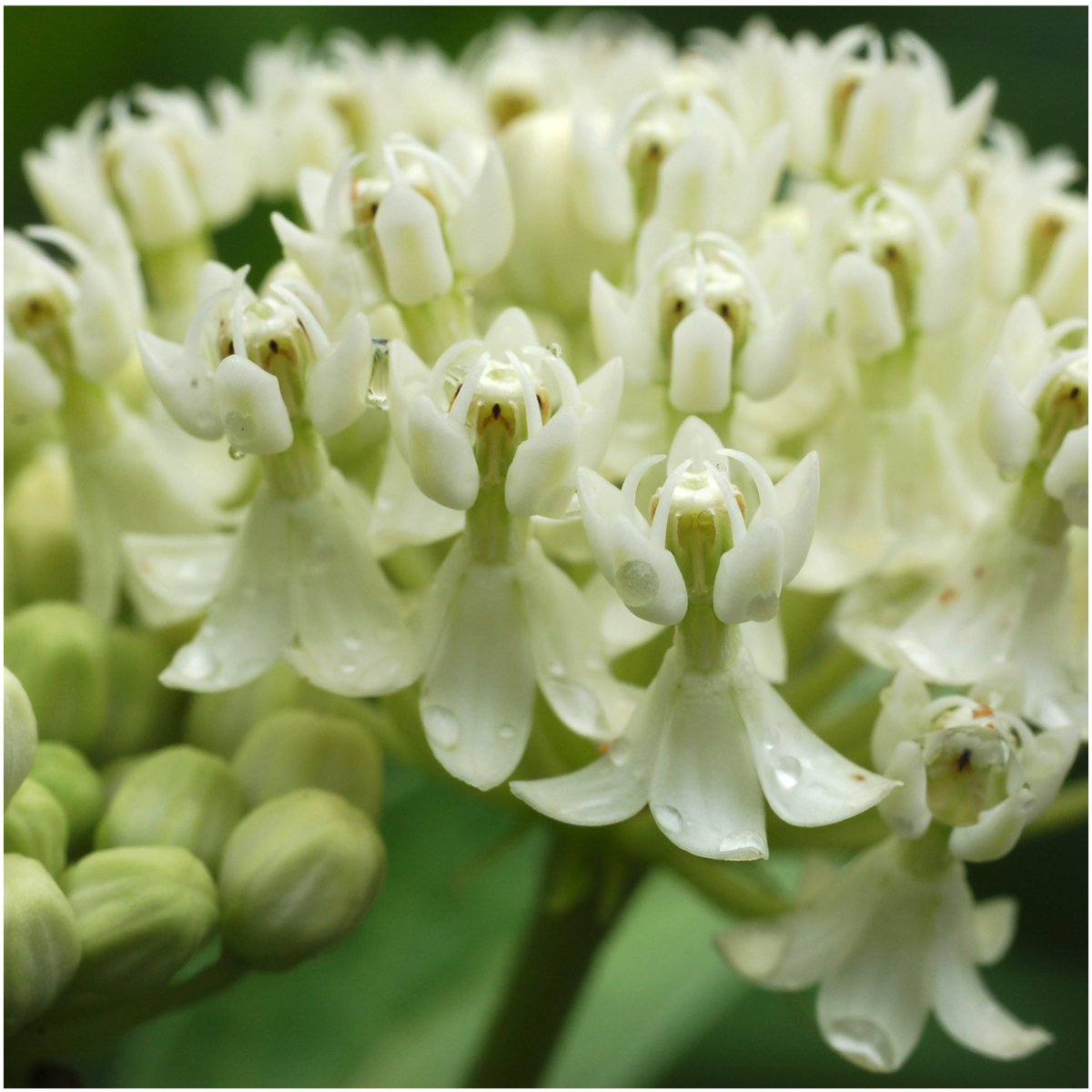 Seed Needs, Swamp Milkweed Seed Packet Collection (2 Varieties of Asclepias for Planting and Attracting Monarch Butterflies) Heirloom, Untreated & Open Pollinated