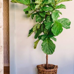 Fiddle Leaf Fig Slow-Release Fertilizer by Perfect Plants - Resealable 5oz. Bag - Consistent Nutrient Enrichment - for Indoor and Outdoor Use on All Ficus Varieties