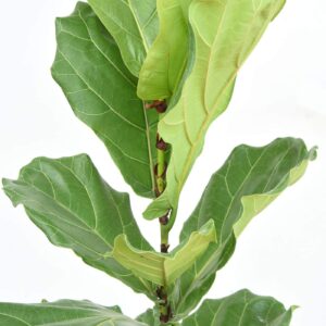 Fiddle Leaf Fig Slow-Release Fertilizer by Perfect Plants - Resealable 5oz. Bag - Consistent Nutrient Enrichment - for Indoor and Outdoor Use on All Ficus Varieties