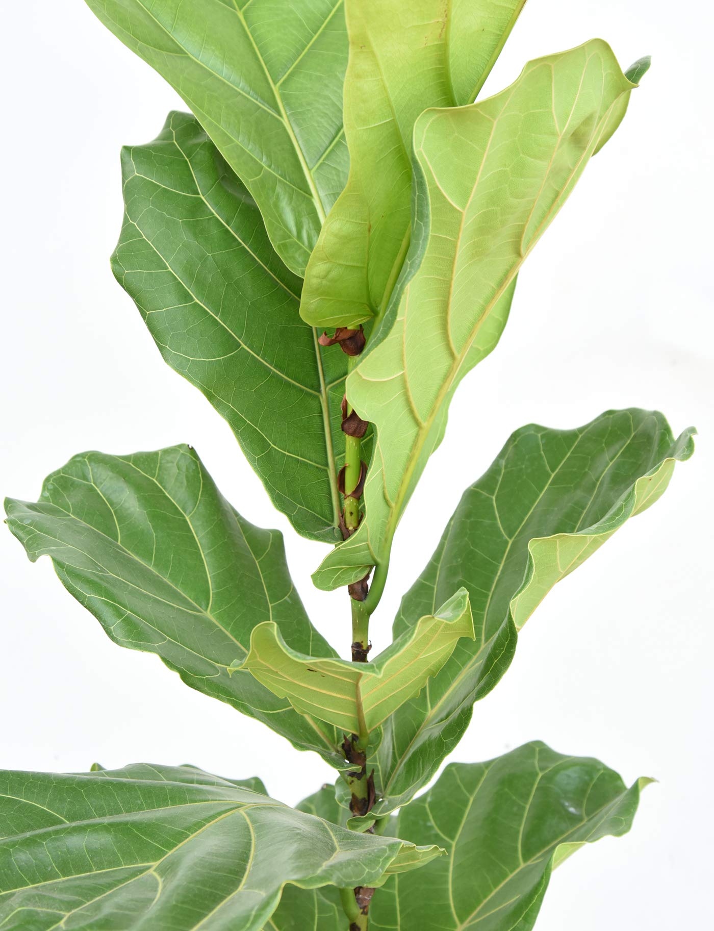 Fiddle Leaf Fig Slow-Release Fertilizer by Perfect Plants - Resealable 5oz. Bag - Consistent Nutrient Enrichment - for Indoor and Outdoor Use on All Ficus Varieties