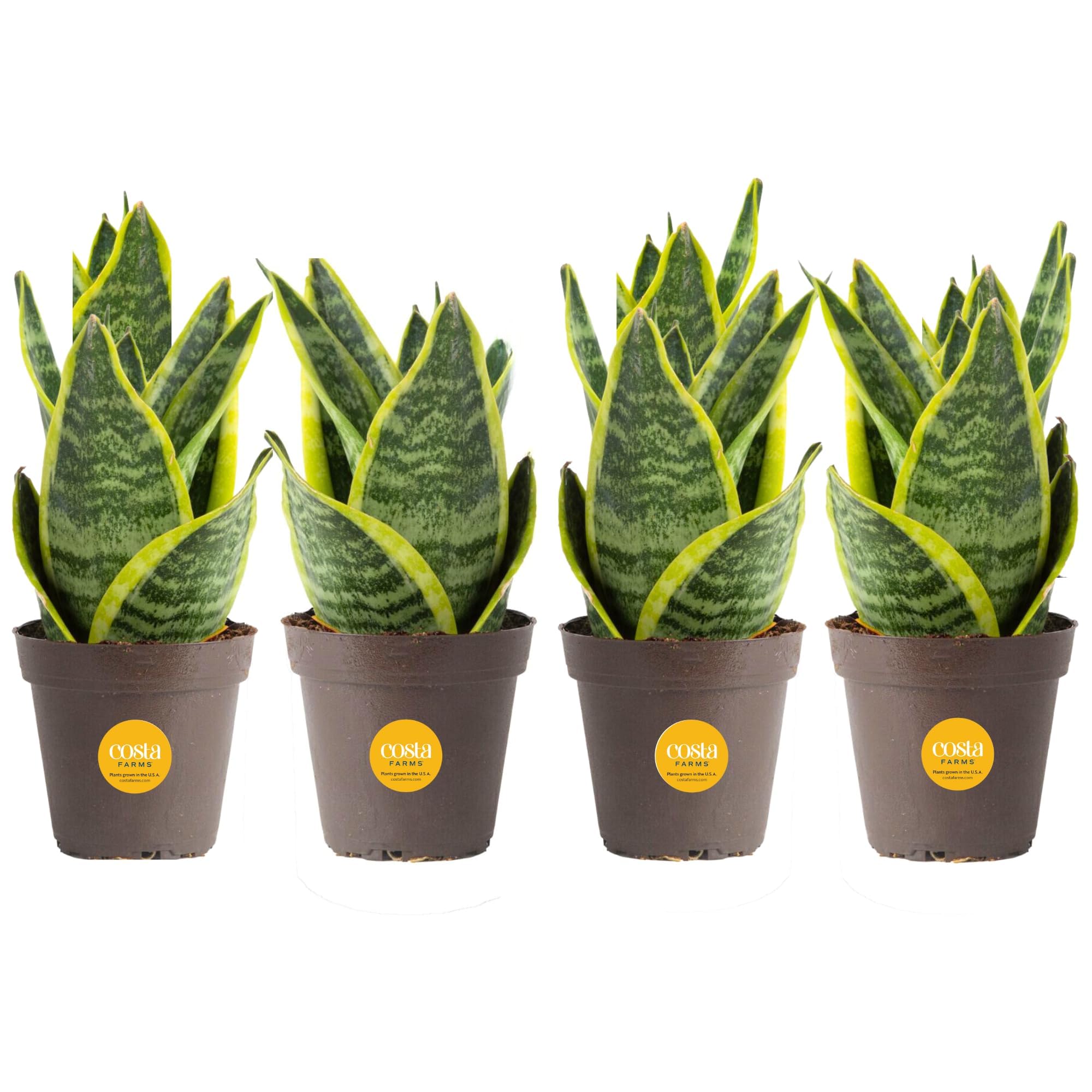 Costa Farms Snake Plant (4-Pack), Live Indoor and Outdoor Sansevieria Plants, Easy Care Live Succulent Houseplants Potted in Nursery Pots, Potting Soil, Porch, Office and Home Decor, 8-Inches Tall