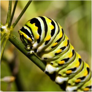 Seed Needs, Swamp Milkweed Seed Packet Collection (2 Varieties of Asclepias for Planting and Attracting Monarch Butterflies) Heirloom, Untreated & Open Pollinated