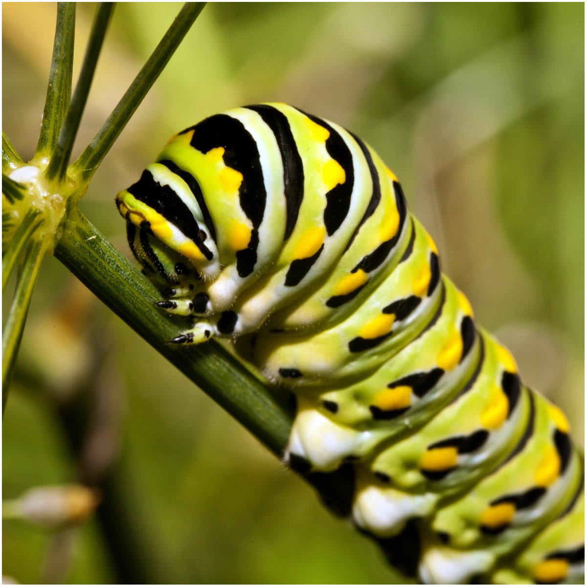 Seed Needs, Swamp Milkweed Seed Packet Collection (2 Varieties of Asclepias for Planting and Attracting Monarch Butterflies) Heirloom, Untreated & Open Pollinated